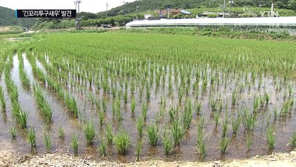 살아 있는 화석 '긴꼬리투구새우' 무더기 발견 / YTN