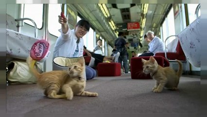 شاهد: من قط ضالٍ إلى قطٍ مدلل.. تجربة يابانية فريدة