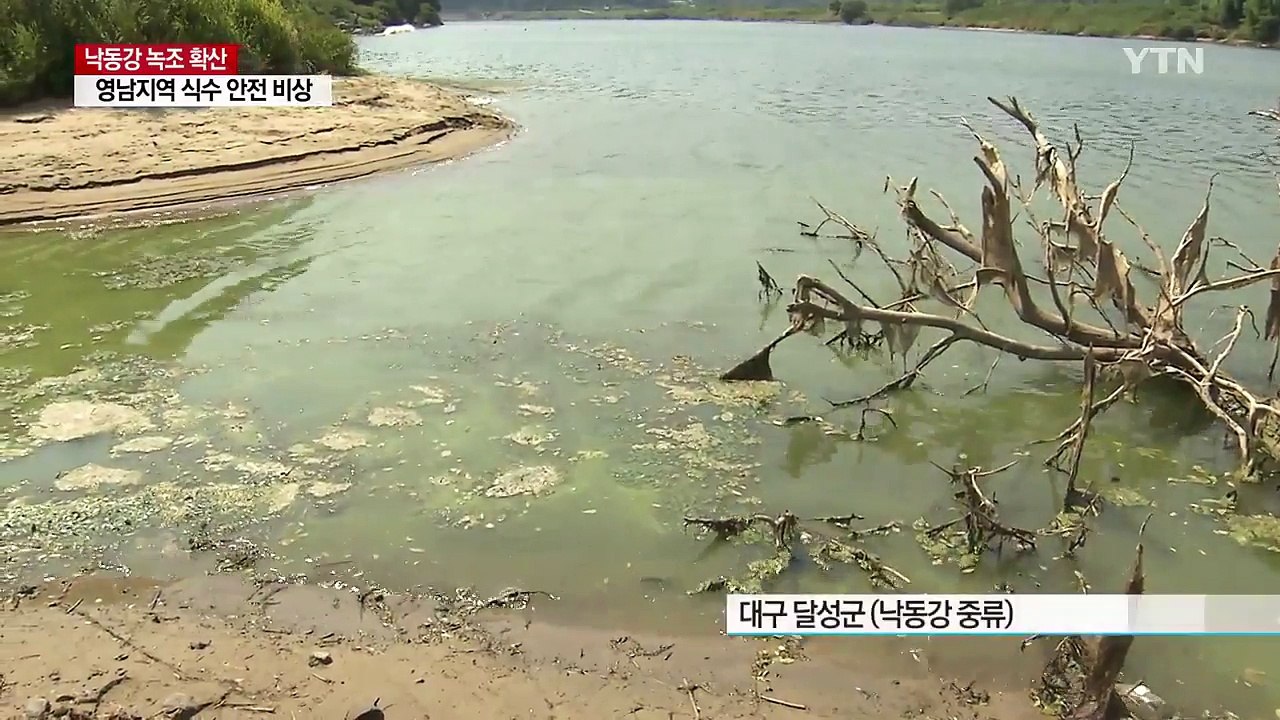 무더위에 낙동강 녹조 확산...수돗물 안전 '빨간불' / YTN
