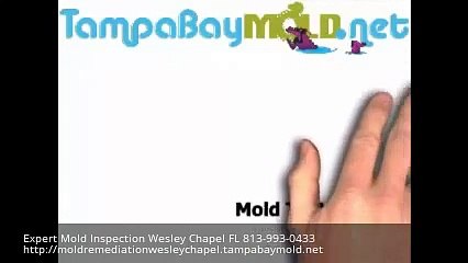 Expert Mold Inspection Wesley Chapel 813-993-0433 TampaBayMold.net