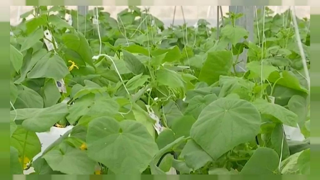 صحراء الأردن تخضر