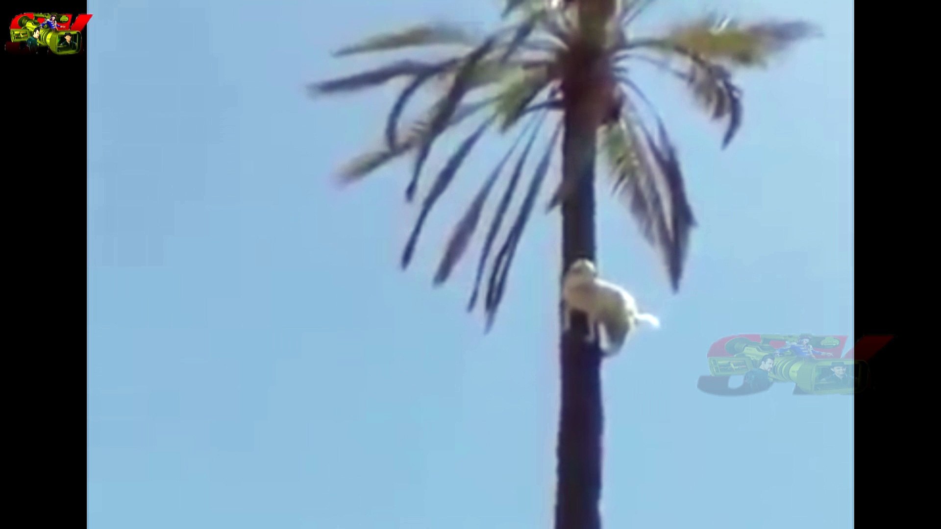 FULL ENTERTAINMENT VIDEO