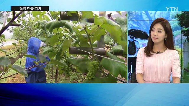 [날씨] 오늘 전국 단비...폭염 한풀 꺾여 / YTN