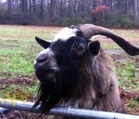 Goats talking with people, very funny