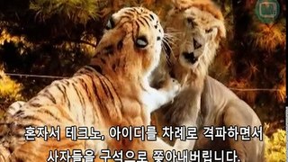 호랑이 사자 싸움 대결 논란 종결 스토리