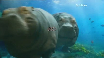 R4 One 2017 - Hippos (Fiction Finale) ident - Septemeber 2017