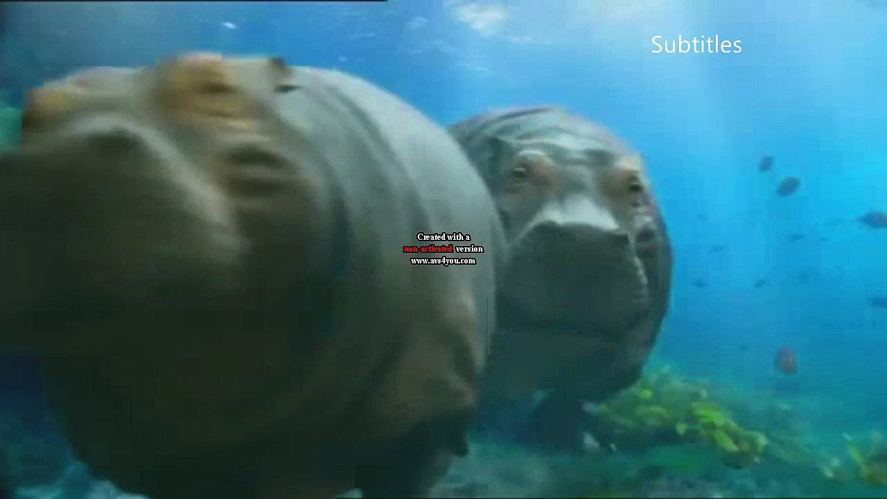 R4 One 2017 - Hippos (Fiction Finale) ident - Septemeber 2017