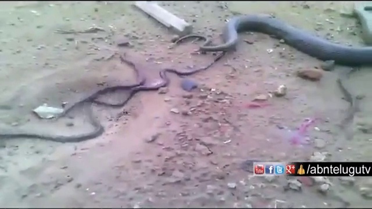 Ce serpent accouche de plusieurs petits. Impressionnant