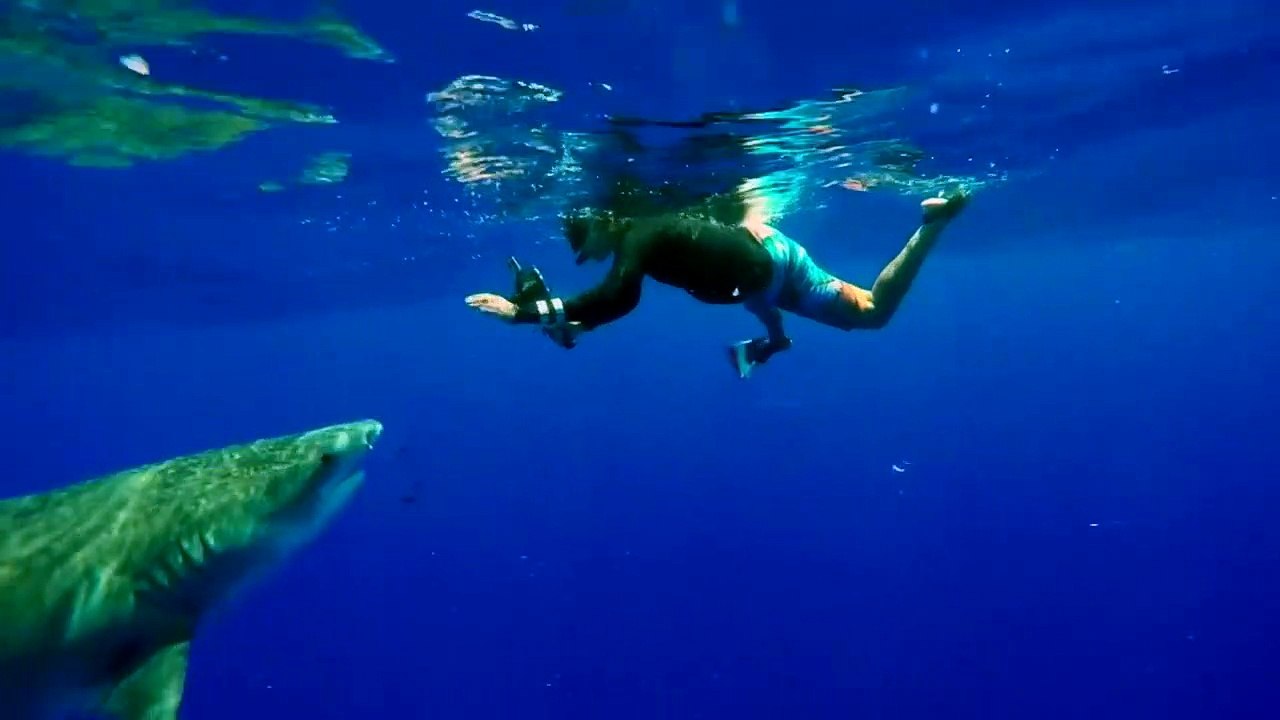 Ce requin tigre n'a qu'une envie : se faire caresser par ce plongeur!