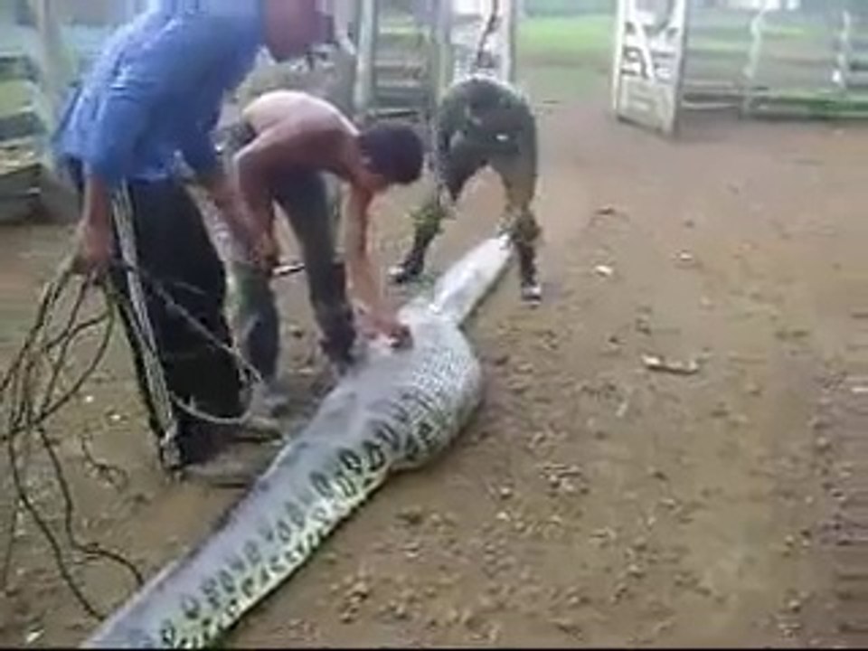 Devinez ce qui se trouve dans le ventre de ce serpent