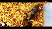 СКОРПИОНЫ - УБИЙЦЫ!. 10 самых опасных скорпионов в мире.