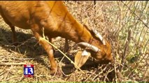 Utahns Hire Goats to Eat Overgrown Plants