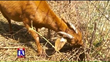 Utahns Hire Goats to Eat Overgrown Plants