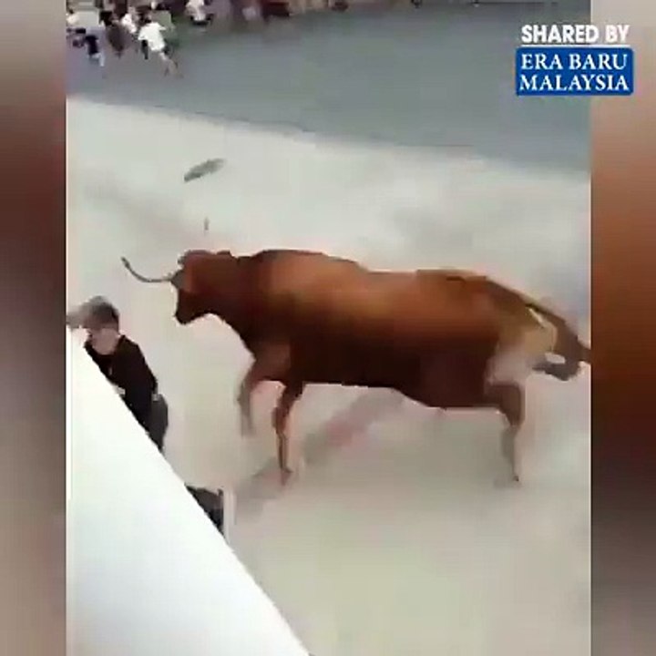 Boğalardan Kurtulan Ekstra Ballı Arkadaş
