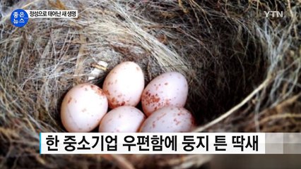 [좋은뉴스] 우편함에 둥지 틀어 '다섯 생명' 탄생 / YTN