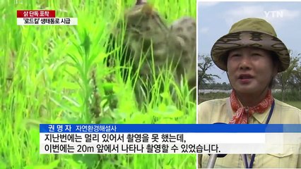 [단독] 경포습지서 삵 잇따라 포착...생태통로 시급 / YTN