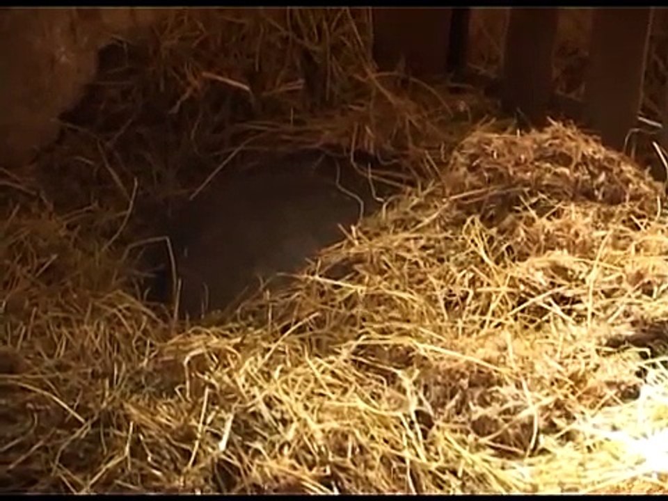 Cerdos de parto nacimiento en Vietnam