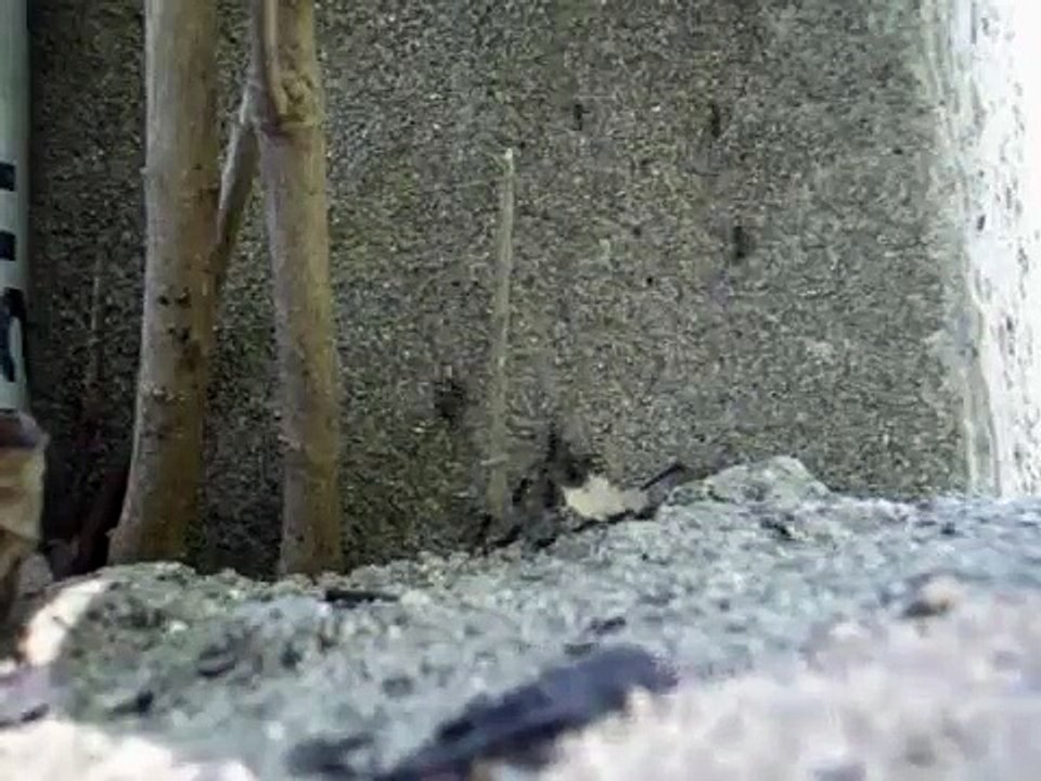 Documentary Ant Documentary Ant The Secret Life of Ants