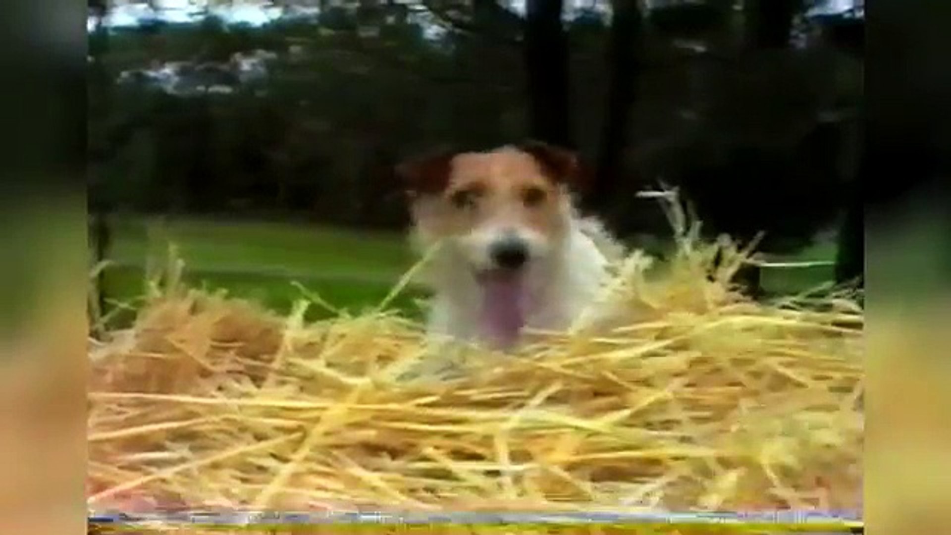 ⁣Funniest Pet Clips, Bloopers & Moments Caught On Tape 2017 | Funny Pet Videos