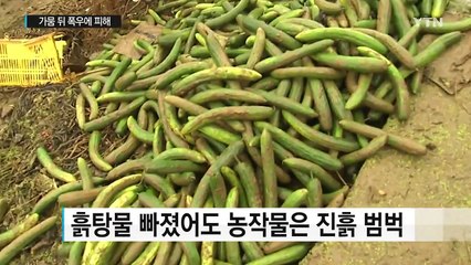가뭄 뒤 폭우에 두 번 우는 농민들 / YTN