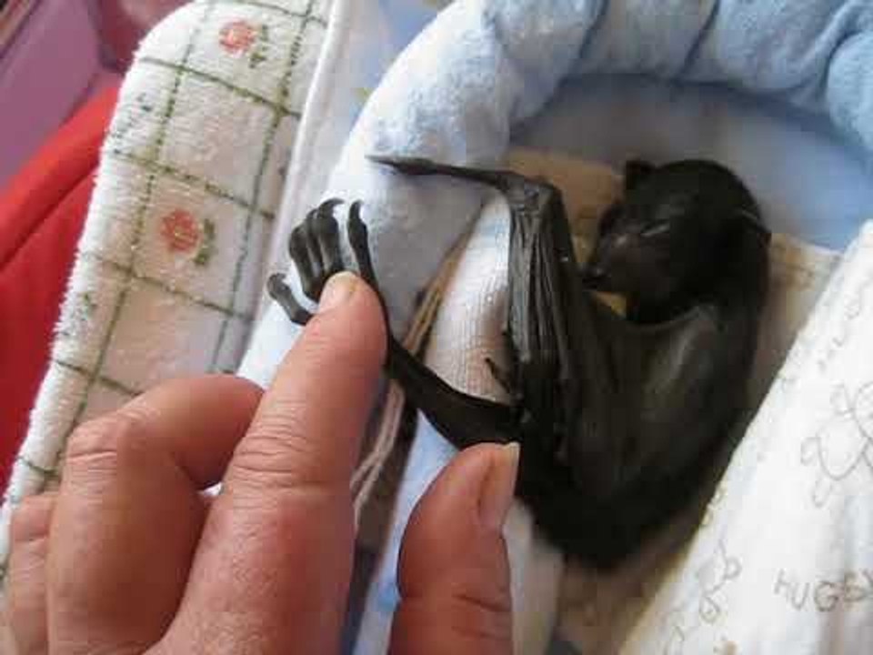 Tiny Baby Bat Reaches Out For Cuddles