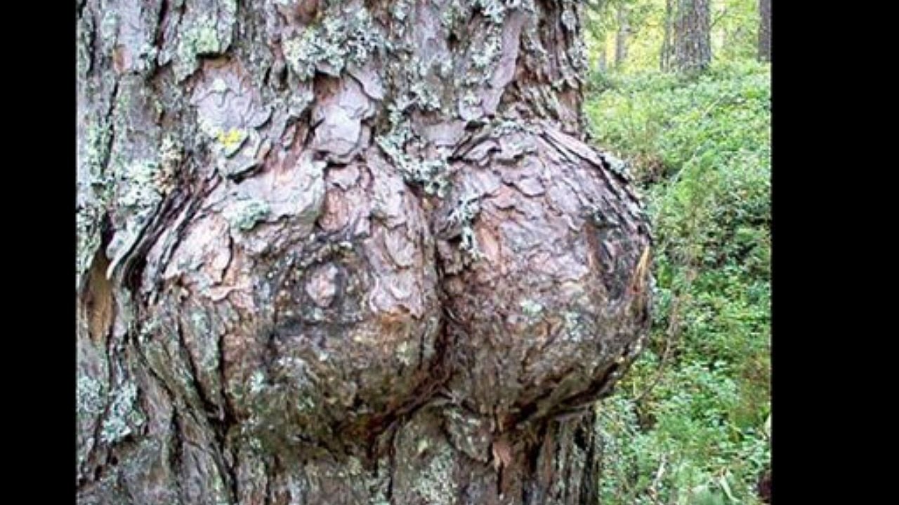Funny trees makes that you have a dirty mind