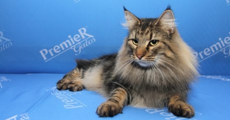 COMO BENZER UM COPO COM ÁGUA PARA BEBER E CURAR VÍCIO EM PORNOGRÁFIA