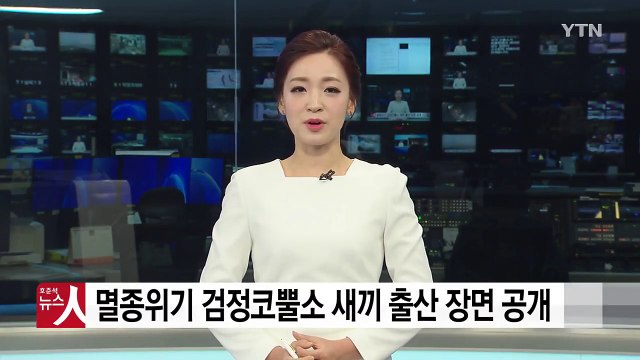 [영상] 멸종위기 '동부검정코뿔소' 새끼 출산 장면 공개 / YTN