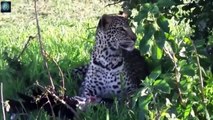 Most Amazing Wild Animals Attacks Wild Animal Fights Caught On Camera