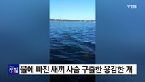 개가 물에 빠진 새끼 사슴 구출 화제 / YTN