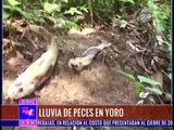 HONDURAS: CAI A LENDÁRIA CHUVA DE PEIXES DE YORO - TVC TN5 Matutino - Lluvia de peces en Yoro 2017