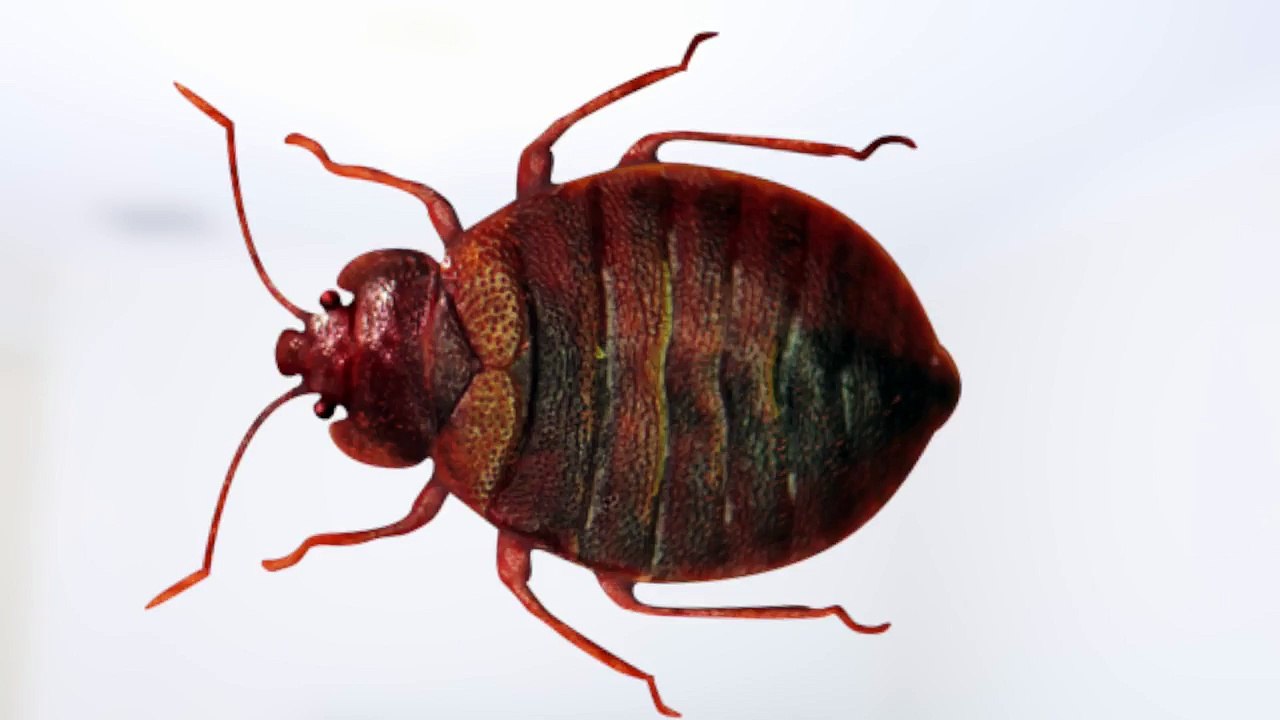 How To Get Rid of Bed Bugs