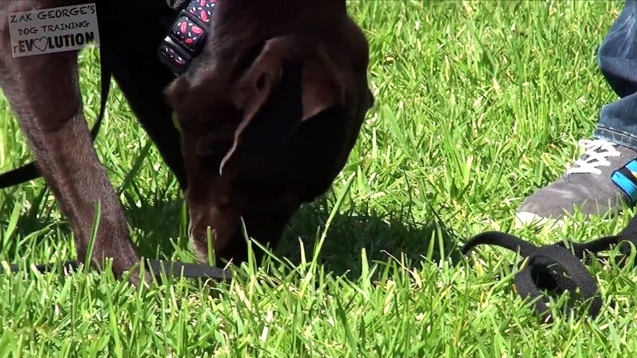 How to Train your Dog to Come When Called