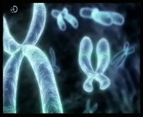 Cromosoma Y: Debilidad genetica masculina