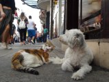 Taksim'de Kedi ve Köpeğin Dostluğu Görenleri Şaşırttı