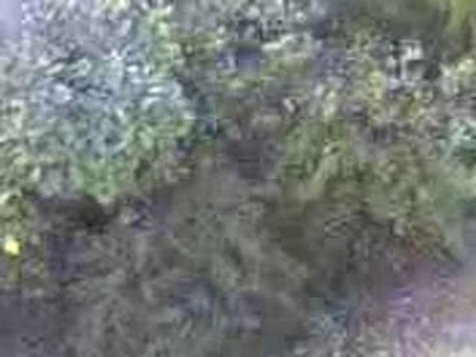 buisson
