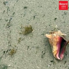 Fırtınadan sonra okyanus çekildi