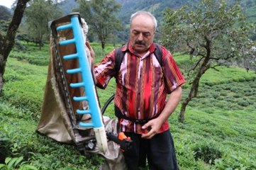 Geliştirdiği Çay Toplama Makinesiyle Günde 1 Ton Çay Topluyor