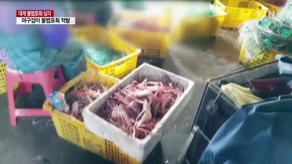 [취재N팩트] 마구잡이 불법 포획 '대게 씨 마를라' / YTN