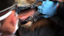 Una y una en un tiene una un en y sido Odontología equino flotador flotando ha caballo inspeccionando nunca de dientes quien 5 6