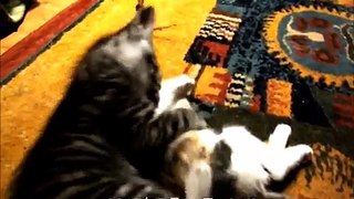 死んだ子猫を 介抱し続ける母猫 ～野良猫ミケの物語 2017年5月30日