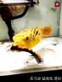 Chú cá “sát thủ” ăn sạch con rết được thả xuống bể gây sốc