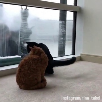 Tous les mois ces chats attendent avec impatience le passage du laveur de vitre