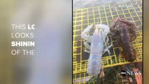 Ce pêcheur a attrapé un homard translucide