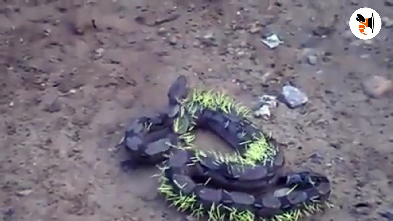 Ce serpent s'est approché de trop près d'un por...