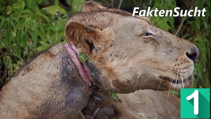 5 UNGLAUBLICHE TIERRETTUNGEN, DIE GERADE NOCH EINMAL GUT GEGANGEN SIND!