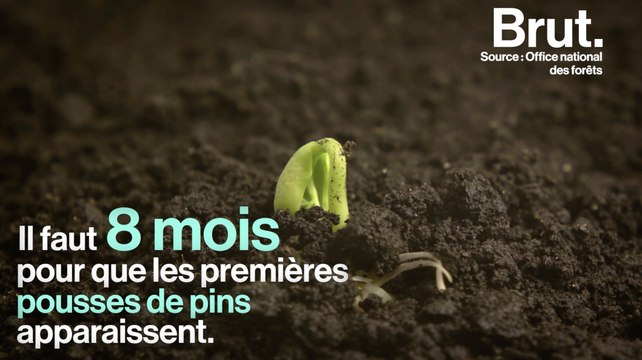 Comment la forêt se régénère-t-elle après un incendie ?