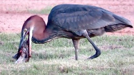 Un héron mange un gros poisson
