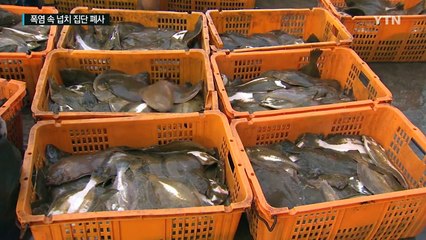 폭염 속 양식 넙치 '집단 폐사' / YTN