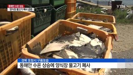 바닷물 수온 상승...양식장 물고기 폐사 급증 / YTN